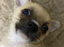 chihuahua female mix انثى شيواوا chihuahua female mix انثى شيواوا