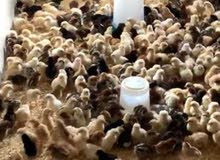 صوص فيومي ب 3 ريال صوص فيومي ب 3 ريال