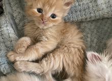 kittens for sale, قطط للبيع kittens for sale, قطط للبيع