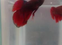 Home breed Betta fish for sale Home breed Betta fish for sale