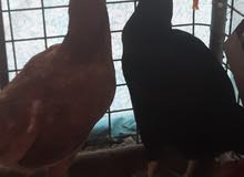 Pakistani rooster and hens