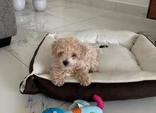 Toy Poodle Apricot Female Puppy Available Toy Poodle Apricot Female Puppy Available