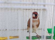حسون ترابي و حسون هملايا