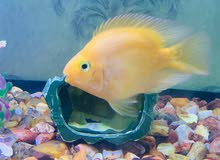 Parrot fish.price can be negotiable Parrot fish.price can be negotiable