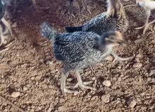 فراخ بلدي صحة ونظافة