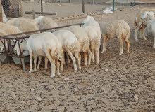 للبيع حريات حرش للبيع حريات حرش