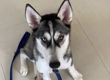 4 month old husky 4 month old husky