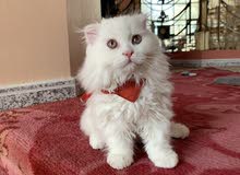 Kitten For Sale Kitten For Sale