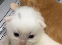 قطط شيرازي للببيع صغيرة بيضاء وشقراء وسوداء خمس وأربعون دولار فقط لحق حالك 45$ فقط