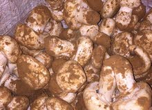 فطر أبيض طبيعي (mushroom) فطر أبيض طبيعي (mushroom)