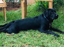 labrador black male pure 100% labrador black male pure 100%
