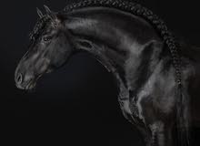 friesian horses exclusively in uae خيل فريز اجمل مستويات حصريا