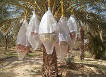 التمور التونسية التمور التونسية