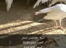 طواويس ابيض طواويس ابيض