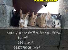 ارانب هولنديه ارانب هولنديه