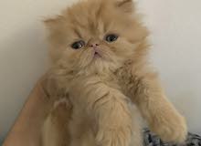 Persian Cat Peke Face Persian Cat Peke Face