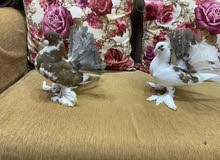 حمام عرايس للبيع مخاليف مال بيت صحة جيده حمام عرايس للبيع مخاليف مال بيت صحة جيده