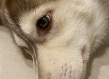 female husky vaccinated female husky vaccinated