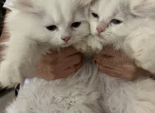 Male persian Male persian