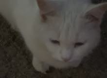 قطه شيرازيه قطه شيرازيه