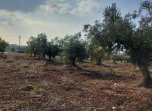 ارض زراعية ،مشجرة زيتون للبيع،ابسر ابو علي