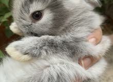 أرانب الزينة والوان نادره - أنقورا هولاند - ‏ Angora Holland bunnies