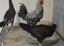 Two Hens and One Rooster Available