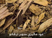 عود ترنجانو سوبر ماليزي طبيعي عود ترنجانو سوبر ماليزي طبيعي