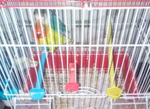 couple fisher avec cage - les inseparables - couple fisher avec cage - les inseparables -
