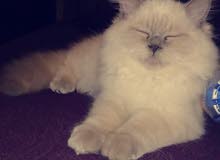 اب هملايا ام شيرازي اب هملايا ام شيرازي