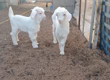 Rahbi Pure Pair Rahbi Pure Pair