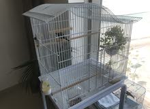 Bird Cage Bird Cage