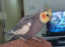 bird cockatiel male bird cockatiel male