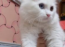بزونه للبيع بزونه للبيع