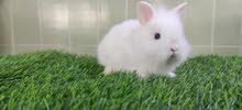 dwarf rabbit ارانب قزم بيور
