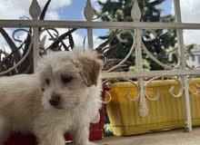 كلبة Maltipoo
