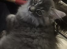 قطط للبيع cats for sale قطط للبيع cats for sale