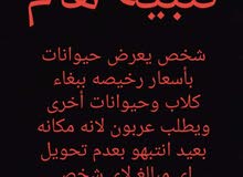 نيبالي للبيع ( تنبيه من تحويل عربون نيبالي للبيع ( تنبيه من تحويل عربون