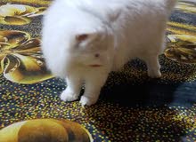 قط للتزاوج قط للتزاوج