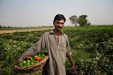 عامل مزرعة باكستاني متمرس يبحث عن عمل في السعودية من باكستان