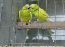 طيور حب أقره الوصف طيور حب أقره الوصف