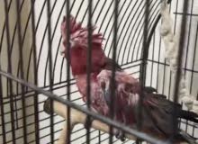 ببغاء جالا أليف