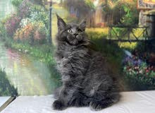 Mainecoon Kitten with Pedigree WCF