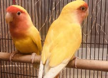 love birds pair love birds pair