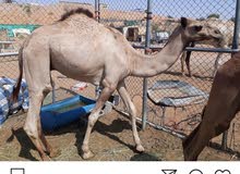 حوار بصحة طيبة حوار بصحة طيبة