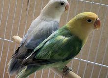 Blue Euwing Opaline & Perblue Opaline Blue Euwing Opaline & Perblue Opaline