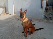 malinois female malinois female