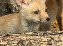 red fox رد فوكس (الثعلب الاحمر) red fox رد فوكس (الثعلب الاحمر)