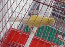 كناري.شيرازي فول فول 55الف كناري.شيرازي فول فول 55الف