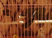 للبيع عصافير بادجي وعصافير زيبرا للبيع عصافير بادجي وعصافير زيبرا